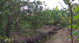 Cần bán 1 công đất đối diện quãng trường thanh phố Mỹ tho _ tiền giang